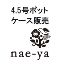 アカシア ミモザ ポートリンカーンワトル Nae Ya Herbal Tree Shop ハーバルツリーショップ なえやnae Ya Herbal Tree Shop ハーバルツリーショップ なえや アカシア ミモザ ポートリンカーンワトル Nae Ya Herbal Tree Shop ハーバルツリーショップ なえやnae Ya Herbal Tree Shop ハーバルツリーショップ なえや