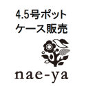 アカシア ミモザ ポートリンカーンワトル Nae Ya Herbal Tree Shop ハーバルツリーショップ なえやnae Ya Herbal Tree Shop ハーバルツリーショップ なえや