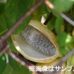 アケビ（木通）：三つ葉アケビ | nae-ya｜herbal tree shop ｜ハーバルツリーショップ なえやnae-ya｜herbal tree  shop ｜ハーバルツリーショップ なえや