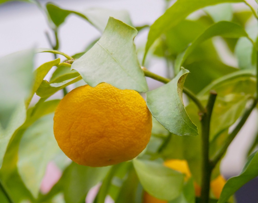 ユズ 柚子 一才ユズ 花柚子 ハナユ Nae Ya Herbal Tree Shop ハーバルツリーショップ なえや 和ハーブ 果樹 花木などの苗と球根 多肉植物の販売サイトnae Ya Herbal Tree Shop ハーバルツリーショップ なえや