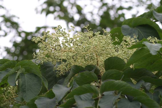 タラノキ 楤木 とげなしタラの木 井上選抜 Nae Ya Herbal Tree Shop ハーバルツリーショップ なえやnae Ya Herbal Tree Shop ハーバルツリーショップ なえや