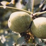 クルミ（胡桃）：カシクルミ（菓子胡桃） | nae-ya｜herbal tree shop