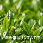 茶の木 雑木林の茶屋 縁側日和 雪 2025年3月3日