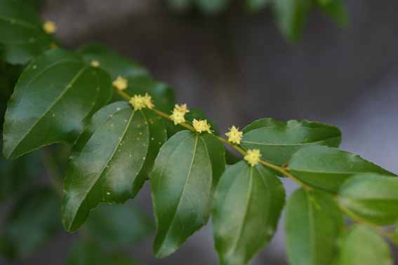 ナツメ（棗）：巨大実ナツメ「皇帝」 | nae-ya｜herbal tree shop ｜ハーバルツリーショップ なえやnae-ya｜herbal  tree shop ｜ハーバルツリーショップ なえや