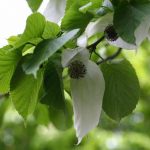 ハンカチノキ/ダビデア | nae-ya｜herbal tree shop ｜ハーバルツリー