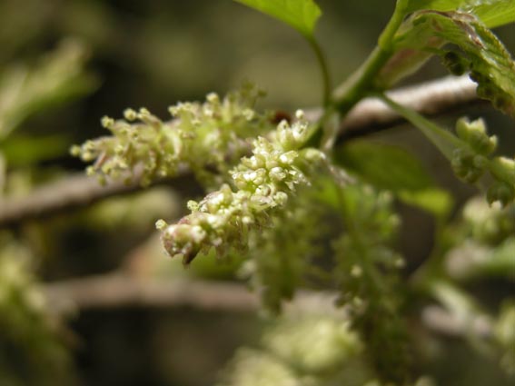 クワ 桑 マルベリー 大実クワ スイートヌーボー Nae Ya Herbal Tree Shop ハーバルツリーショップ なえやnae Ya Herbal Tree Shop ハーバルツリーショップ なえや