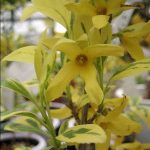 れんぎょ レンギョウ | Forsythia suspensa | かぎけん花図鑑