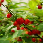 ユスラウメ 梅桃 赤実 Nae Ya Herbal Tree Shop ハーバルツリーショップ なえやnae Ya Herbal Tree Shop ハーバルツリーショップ なえや