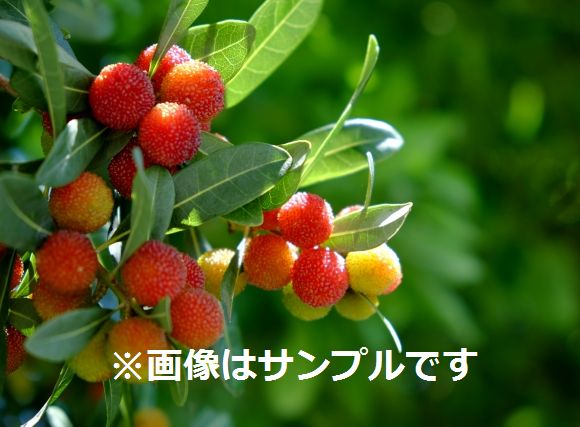 ヤマモモ（山桃）：瑞光（メス木） | nae-ya｜herbal tree shop