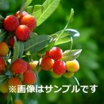 ヤマモモ（山桃）：秀光（メス木） | nae-ya｜herbal tree shop