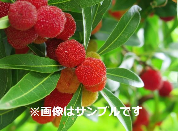 ヤマモモ（山桃）：秀峰（メス木） | nae-ya｜herbal tree shop