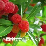 ヤマモモ（山桃）：秀峰（メス木） | nae-ya｜herbal tree shop