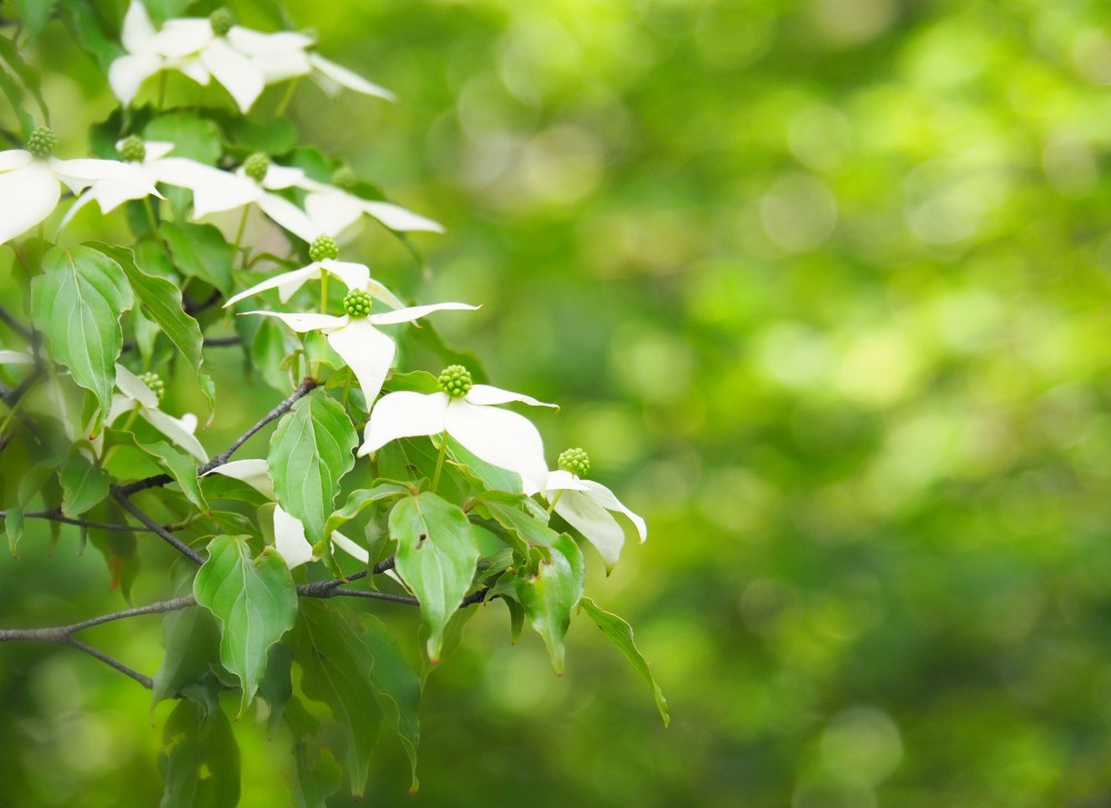 ヤマボウシ 山法師 ミルキーウェイ Nae Ya Herbal Tree Shop ハーバルツリーショップ なえやnae Ya Herbal Tree Shop ハーバルツリーショップ なえや