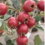 22b7e16941e5297cf87fbfae52c306