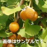 イチョウ/ギンナン（銀杏）：久寿 | nae-ya｜herbal tree shop ｜ハーバルツリーショップ なえやnae-ya｜herbal  tree shop ｜ハーバルツリーショップ なえや