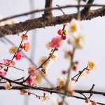 ウメ（花梅）：思いのまま（咲き分け） | nae-ya｜herbal tree shop ｜ハーバルツリーショップ なえやnae-ya｜herbal  tree shop ｜ハーバルツリーショップ なえや