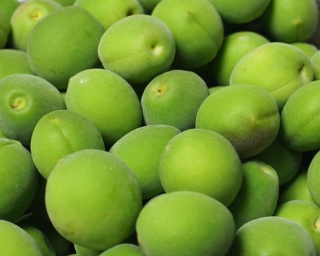 ウメ 実梅 石川一号 Nae Ya Herbal Tree Shop ハーバルツリーショップ なえやnae Ya Herbal Tree Shop ハーバルツリーショップ なえや