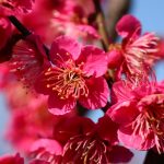 ウメ（花梅）：大盃 | nae-ya｜herbal tree shop ｜ハーバルツリー