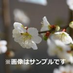 アマちゃん 加賀地蔵　9キロ b2b706d36816fd0fbd97e879840b34