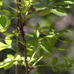 ウコギ 五加木 ヒメウコギ Nae Ya Herbal Tree Shop ハーバルツリーショップ なえやnae Ya Herbal Tree Shop ハーバルツリーショップ なえや