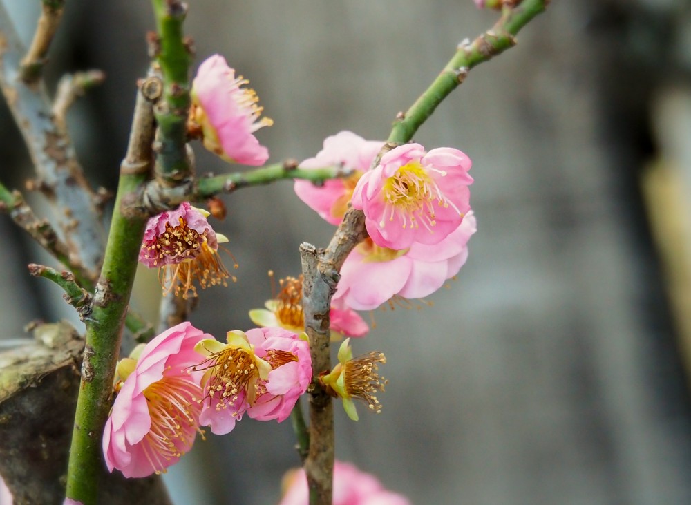 ウメ 花梅 思いのまま 咲き分け Nae Ya Herbal Tree Shop ハーバルツリーショップ なえや