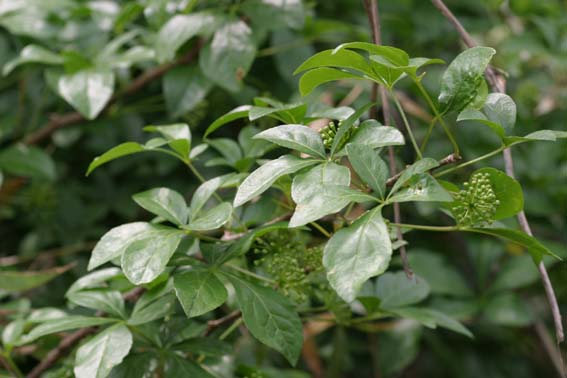 ウコギ 五加木 ヒメウコギ Nae Ya Herbal Tree Shop ハーバルツリーショップ なえやnae Ya Herbal Tree Shop ハーバルツリーショップ なえや