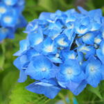 アジサイ（紫陽花）：マリンブルー | nae-ya｜herbal tree shop