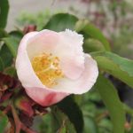 ad35ce0cd245c62bade6c974de4bc1