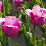 85aca043fcd17f1597d8ca6c5f4354