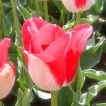 チューリップページ チューリップ・ピューリシマ＆オレンジエンペラー| 種・苗