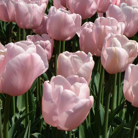 心に強く訴えるピンク ダイヤモンド チューリップ 最高の花の画像