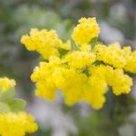 アカシア/ミモザ：ポダリーフォリア（パールアカシア） | nae-ya