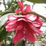 925a236b56ffbb52679ba78013af69