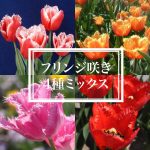 【球根】ラブラドール　3球　チューリップ　レア品種　ボルドー　フリンジ咲き チューリップ ラブラドール (3球入) - ACID NATURE 乙庭（秋植え球根