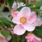 20f544f64d53b8e64837a1c74090d5