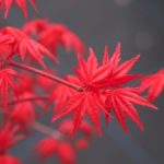 モミジです。 chisio-2.jpg