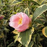 斑入り椿 b58edf007593cfb7f8337e8edd2045