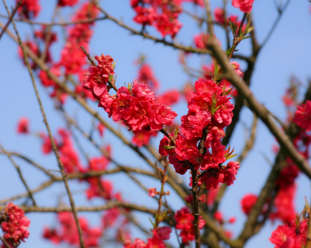 ハナモモ 花桃 寒緋桃 Nae Ya Herbal Tree Shop ハーバルツリーショップ なえや