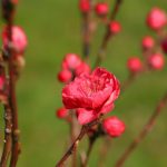 はなもも ハナモモ