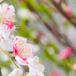 ハナモモ（花桃）：源平しだれ桃（咲き分け） | nae-ya｜herbal tree