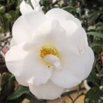 ツバキ（椿）：白羽衣 | nae-ya｜herbal tree shop ｜ハーバルツリー