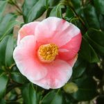 ツバキ（椿）：秋の山 | nae-ya｜herbal tree shop ｜ハーバルツリー