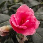 e36a4b8afdcce40254490d58c5c5bb