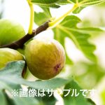 00406cf1f2f38135e416b07c3d08e5