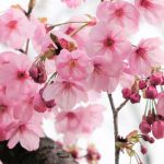 さやま桜様 堀切峠の山桜（ヤマザクラ）の写真
