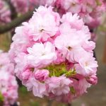 サクラ（桜）：手毬桜（テマリザクラ） | nae-ya｜herbal tree shop