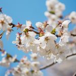 サクラ（桜）：染井吉野（ソメイヨシノ） | nae-ya｜herbal tree shop