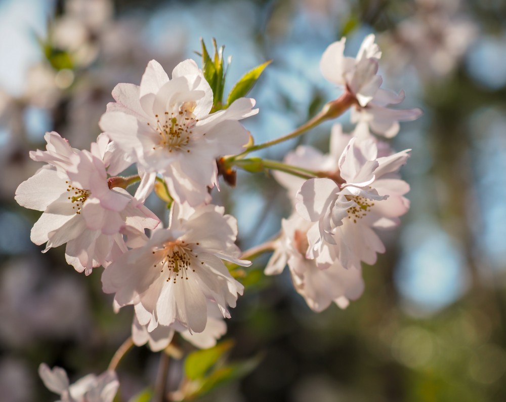 サクラ 桜 小彼岸桜 コヒガンザクラ Nae Ya Herbal Tree Shop ハーバルツリーショップ なえや