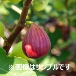 イチジク（無花果）：セレスト | nae-ya｜herbal tree shop ｜ハーバルツリーショップ なえやnae-ya｜herbal tree  shop ｜ハーバルツリーショップ なえや