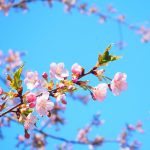 サクラ（桜）：河津桜（カワヅザクラ） | nae-ya｜herbal tree shop ｜ハーバルツリーショップ なえやnae-ya｜herbal  tree shop ｜ハーバルツリーショップ なえや